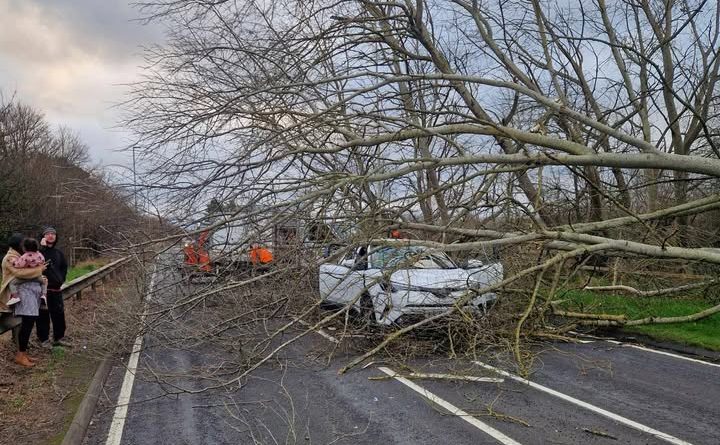 Tree crashed down on car