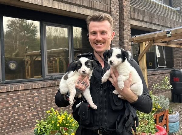 Stolen puppies reunited with owner